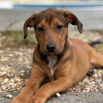 Hound Dogs Available for Adoption in Columbia, South Carolina - Pokémon Go | PetCurious