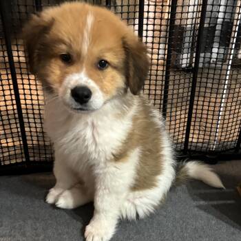 Border Collie Dogs Available for Adoption - Dakota - A Sweet, Affectionate Puppy | PetCurious
