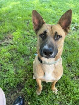 Duke -  German Shepherd Dog Dog for Adoption in Salamanca, New York - Duke | PetCurious