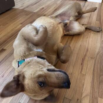 Mixed Breed and None Dogs Available for Adoption in Buffalo, Minnesota - Jimmy | PetCurious