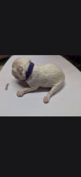 Jella purple collar -  Eskimo Dog and Mixed Breed Dog for Adoption in Syracuse, Indiana - Jella Purple Collar | PetCurious
