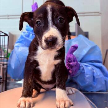 Bambina -  Mixed Breed Dog for Adoption in Huntington, West Virginia - Bambina | PetCurious