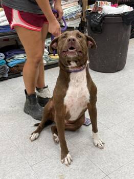 Prunella "Nelly -  Pit Bull Terrier Dog for Adoption in Sorrento, Louisiana - Prunella "Nelly | PetCurious