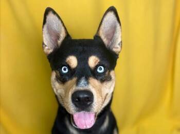 Peter -  Australian Cattle Dog Blue Heeler and Husky Dog for Adoption in Portland, Oregon - Peter | PetCurious