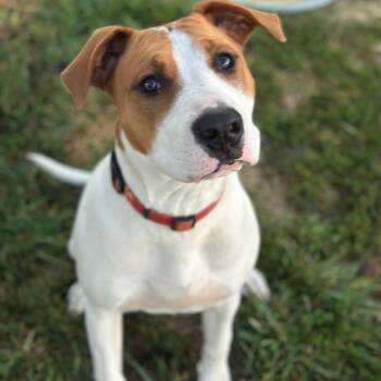 Rescue American Staffordshire Terrier Dogs for Adoption in Tipton, Indiana - Poe | PetCurious