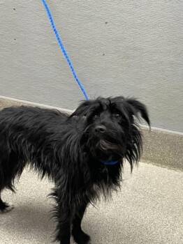 PANCIT -  Terrier Dog for Adoption in Las Vegas, Nevada - PANCIT | PetCurious
