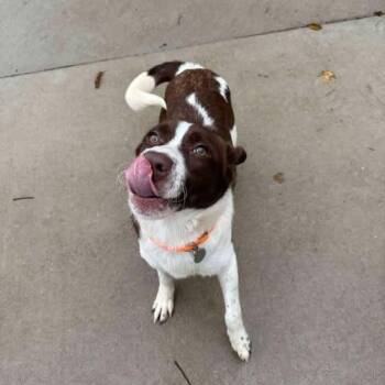 Pit Bull Terrier and Chihuahua Dogs Available for Adoption in Shinnston, West Virginia - Ralphie | PetCurious