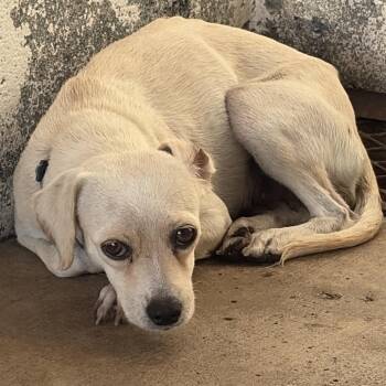 Daisey-Mae -  Chihuahua Dog for Adoption in Edinburg, Texas - Daisey-Mae | PetCurious
