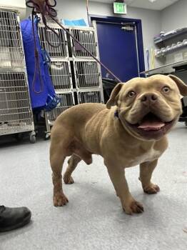 Pit Bull Terrier Dogs Available for Adoption in Thousand Oaks, California - Toes - URGENT AND AT RISK | PetCurious