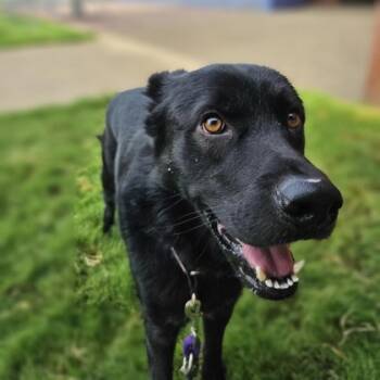 Rescue Mixed Breed Dogs for Adoption in Dallas, Texas - Bear | PetCurious