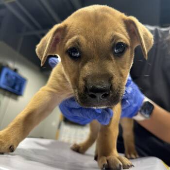 Thompson -  Hound and Mixed Breed Dog for Adoption in Tampa, Florida - Thompson | PetCurious