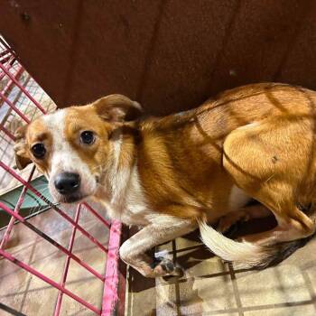 Ethel -  Terrier Dog for Adoption in Madill, Oklahoma - Ethel | PetCurious