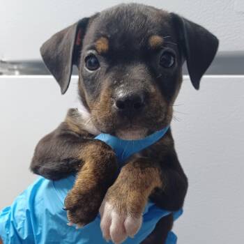 Cherry -  Terrier and Mixed Breed Dog for Adoption in Hattiesburg, Mississippi - Cherry | PetCurious