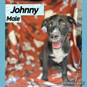 Labrador Retriever Dogs Available for Adoption in Manchester, Connecticut - Johnny | PetCurious