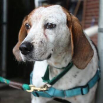 Snickerdoodle -  Coonhound and Mixed Breed Dog for Adoption in Richmond, Virginia - Snickerdoodle | PetCurious