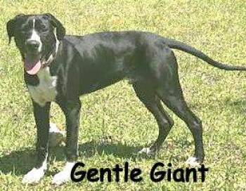 Beaker -  Great Dane and Mixed Breed Dog for Adoption in Palm Coast, Florida - Beaker | PetCurious