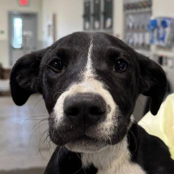 111411 -  Mixed Breed Dog for Adoption in Las Cruces, New Mexico - 111411 | PetCurious