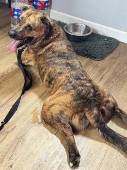 Dennis -  Mountain Cur and Australian Cattle Dog Blue Heeler Dog for Adoption in Austin, Texas - Dennis | PetCurious