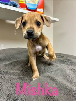 Husky Dogs Available for Adoption in West Union, Ohio - Mishka | PetCurious