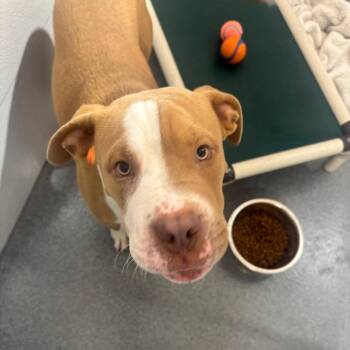 Milo -  Pit Bull Terrier and Mixed Breed Dog for Adoption in Evansville, Indiana - Milo | PetCurious