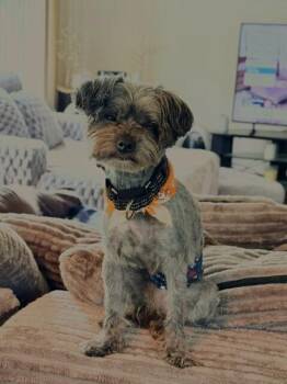 Shih Tzu Dogs Available for Adoption in Grand Rapids, Michigan - Beau | PetCurious