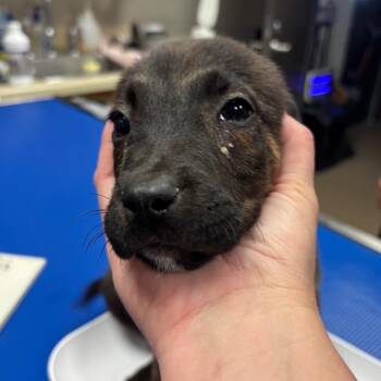 English Bulldog and Shepherd Dogs Available for Adoption in Hinesville, Georgia - Cyan | PetCurious