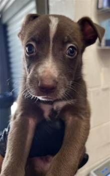 ZAYN -  Pit Bull Terrier and Mixed Breed Dog for Adoption in San Bernardino, California - ZAYN | PetCurious