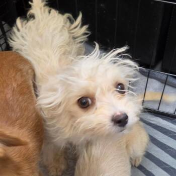 Fallon Bowman -  Chihuahua Dog for Adoption in Redmond, Washington - Fallon Bowman | PetCurious
