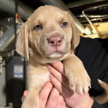 Mixed Breed Dogs Available for Adoption in Buffalo, Minnesota - Surf | PetCurious