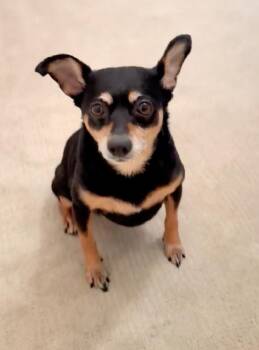 Rescue Miniature Pinscher and Chihuahua Dogs for Adoption in Redondo Beach, California - Tink Loves To Cuddle! | PetCurious