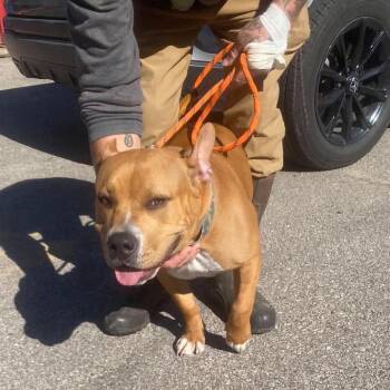 Cider Stray Hold 10/26 -  Pit Bull Terrier Dog for Adoption in Huntington, West Virginia - Cider Stray Hold 10/26 | PetCurious