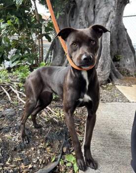 Pit Bull Terrier and Mixed Breed Dogs Available for Adoption - Fifi | PetCurious