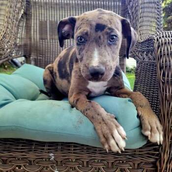 Archie -  Catahoula Leopard Dog Dog for Adoption in New London, Wisconsin - Archie | PetCurious
