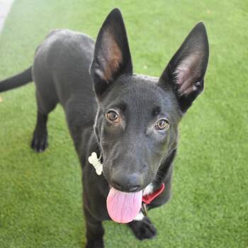 Belgian Shepherd Malinois Dogs Available for Adoption in St. Petersburg, Florida - Orion | PetCurious