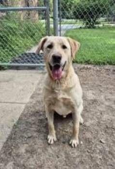Hagrid -  Labrador Retriever Dog for Adoption in Lafayette, Indiana - Hagrid | PetCurious