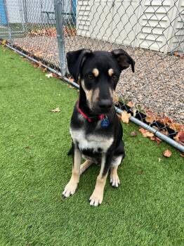 Rescue Shepherd and Mixed Breed Dogs for Adoption in Cedar Rapids, Iowa - Vin Diesel | PetCurious