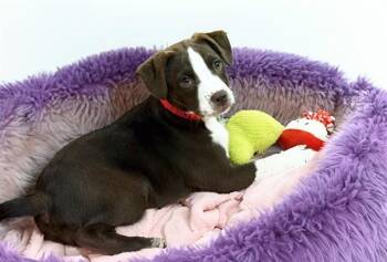 American Bulldog and Mixed Breed Dogs Available for Adoption in Fort Lauderdale, Florida - LEXI | PetCurious