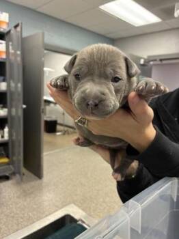 Mixed Breed Dogs Available for Adoption - Lily | PetCurious