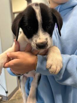 Labrador Retriever Dogs Available for Adoption in Gautier, Mississippi - Gregory | PetCurious