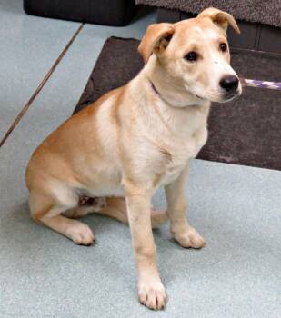 Garrett -  Labrador Retriever Dog for Adoption in Lexington, Virginia - Garrett | PetCurious
