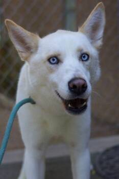 Rescue Siberian Husky Dogs for Adoption in Glendale, Arizona - Kamron | PetCurious