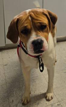 Hound and Dogue De Bordeaux Dogs Available for Adoption in Sandusky, Ohio - SUSIE | PetCurious