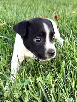 Rescue Pit Bull Terrier Dogs for Adoption in New Martinsville, West Virginia - Jillian | PetCurious