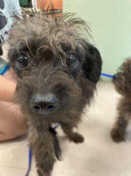 Mop aka Princesa -  Poodle and Chihuahua Dog for Adoption in Burnsville, North Carolina - Mop Aka Princesa | PetCurious