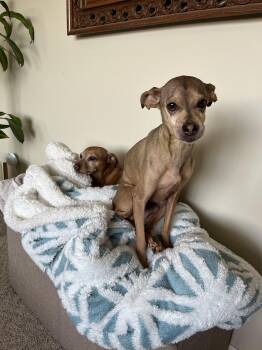 Italian Greyhound Dogs Available for Adoption - Sparky & Chloe | PetCurious