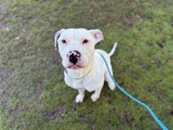 Pit Bull Terrier Dogs Available for Adoption - PLUTO | PetCurious