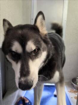 Husky Dogs Available for Adoption in Tracy, California - KILO | PetCurious