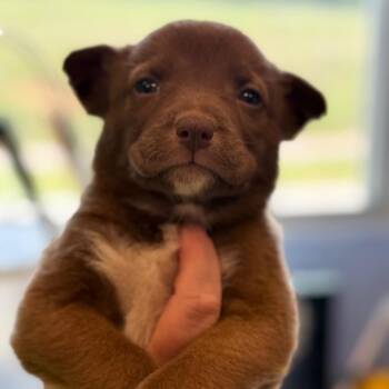 Hound and Pit Bull Terrier Dogs Available for Adoption in Madisonville, Tennessee - Prism | PetCurious