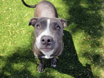 CRICKET -  Pit Bull Terrier Dog for Adoption in Antioch, California - CRICKET | PetCurious
