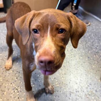 TUSC-Stray-85684 -  Pointer and Mixed Breed Dog for Adoption in Tuscaloosa, Alabama - TUSC-Stray-85684 | PetCurious